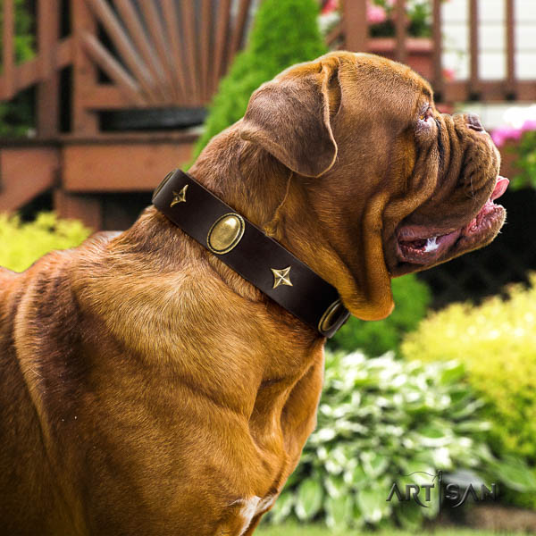 Dogue de Bordeaux comfy wearing dog collar of comfortable leather