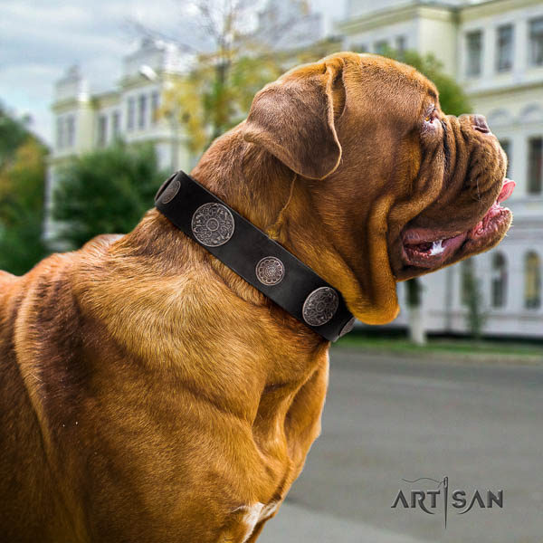 Dogue de Bordeaux daily walking dog collar of fashionable natural leather