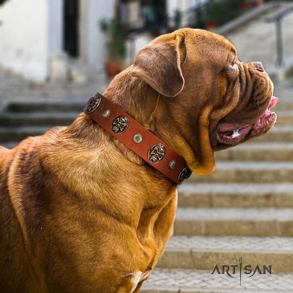 Dogue de Bordeaux stylish walking dog collar of stylish leather