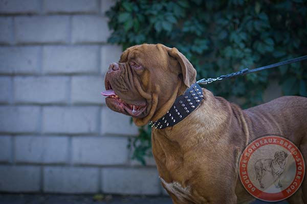 Dogue de Bordeaux leather collar with elegant spikes for stylish walks