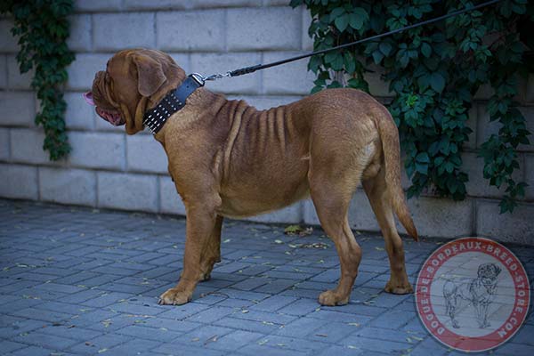 Dogue de Bordeaux leather collar with reliable hardware for quality control