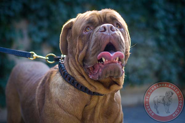 Dogue de Bordeaux brown leather collar with rust-resistant hardware for professional use