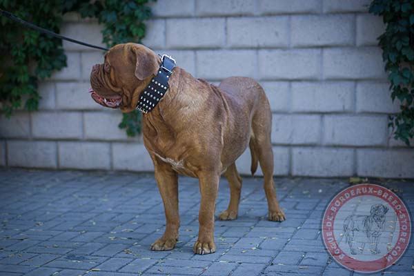 Dogue de Bordeaux black leather collar of classic design adorned with spikes and studs  for stylish walks