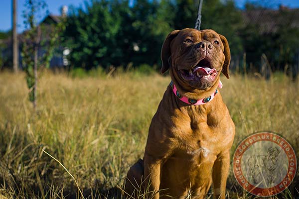 Dogue de Bordeaux pink leather collar painted decorated with studs for stylish walks