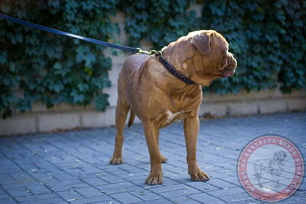 Dogue de Bordeaux brown leather collar of braided design with d-ring for leash attachment for stylish walks