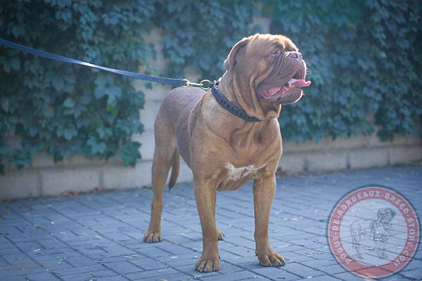 Dogue de Bordeaux brown leather collar of genuine materials with quick release buckle for walking