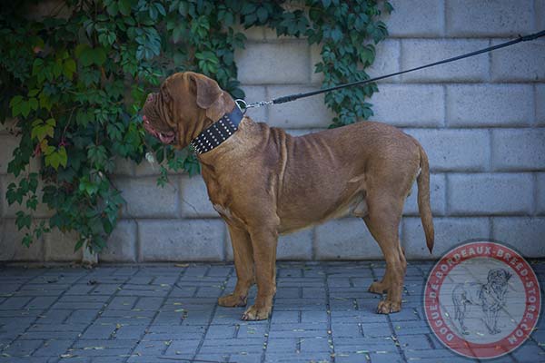 Dogue de Bordeaux black leather collar with corrosion resistant fittings for professional use