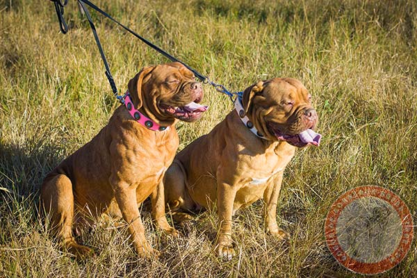 Dogue de Bordeaux pink leather collar with strong fittings for quality control