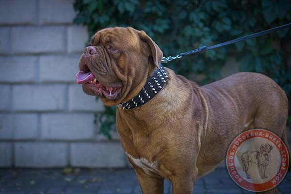 Dogue de Bordeaux leather collar with spikes