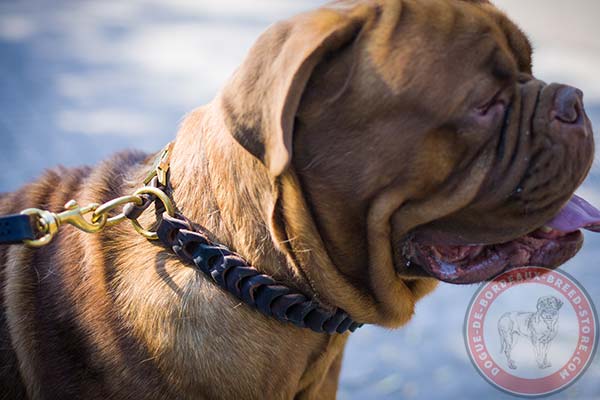 Dogue de Bordeaux brown leather collar with rust-proof fittings for basic training