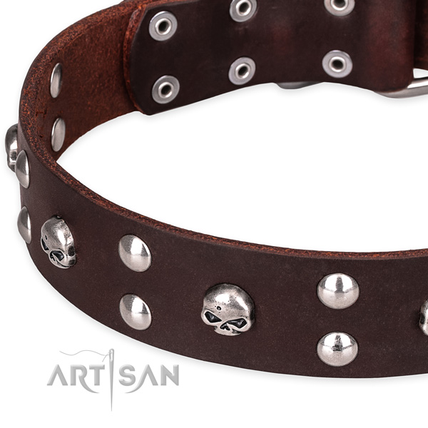 Day-to-day leather dog collar with extraordinary adornments