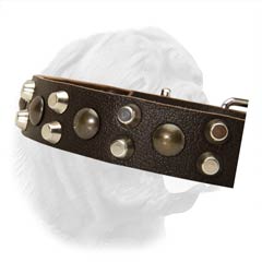 1 1/5 Inches Wide Leather Collar Decorated with Spikes and Studs for French Mastiff