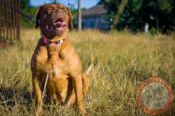 Pink Dogue de Bordeaux collar with smooth surface