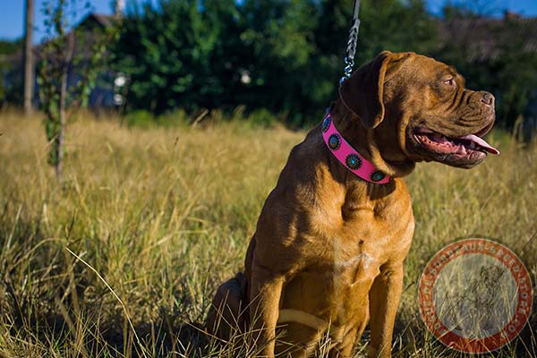 Pink Dogue de Bordeaux collar with round studs