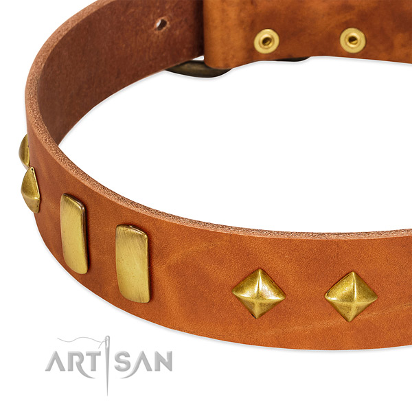 Daily use natural leather dog collar with exceptional adornments
