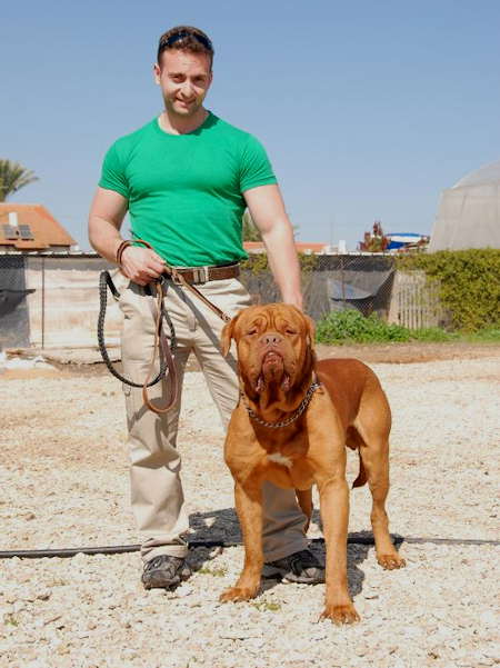 Dogue de bordeaux good best sale family dog