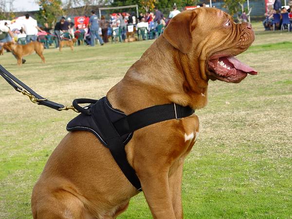 Nylon multi-purpose dog harness for tracking / pulling - Click Image to Close