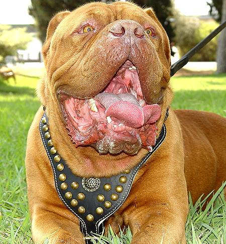 Dogue De Bordeaux 